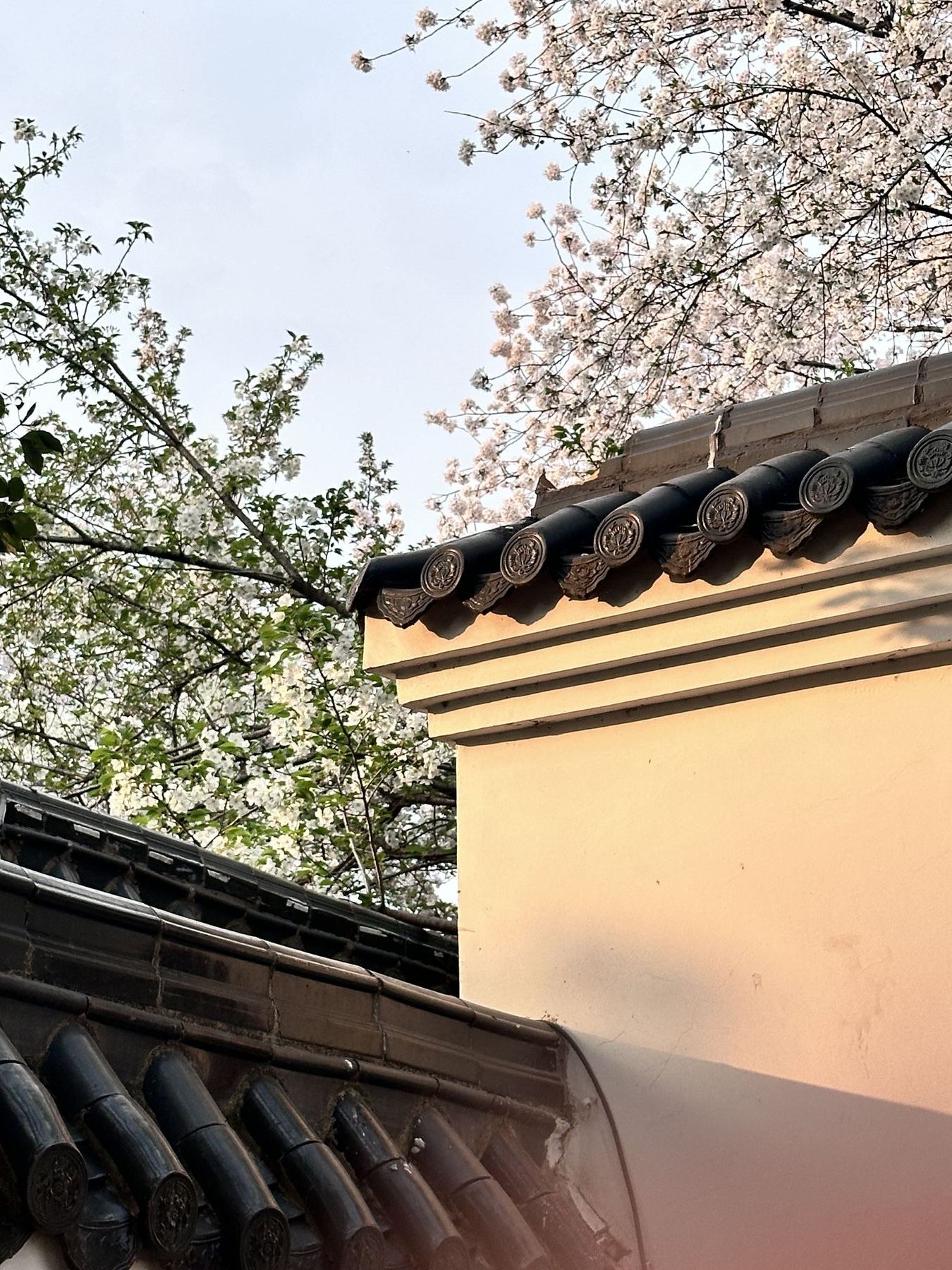 武汉东湖樱花