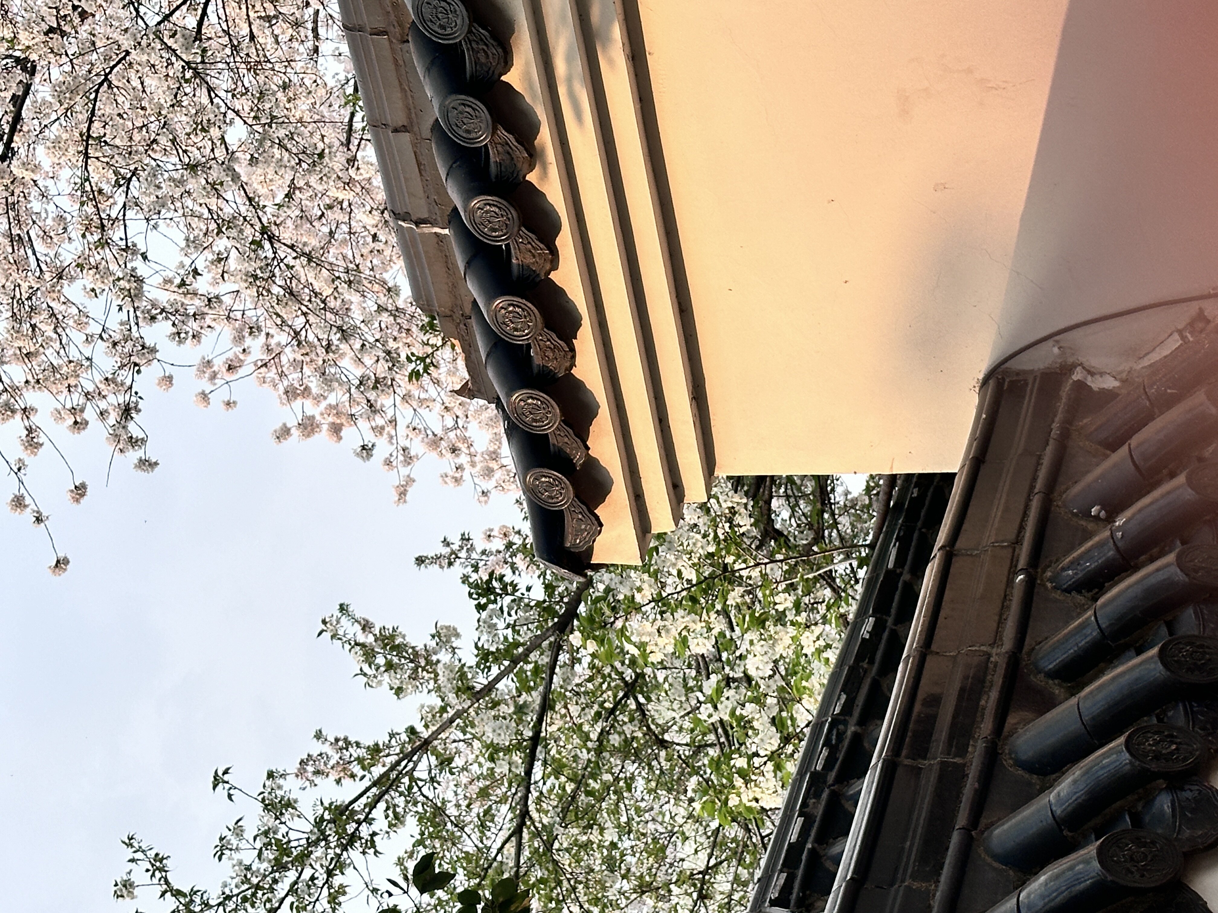 武汉东湖樱花